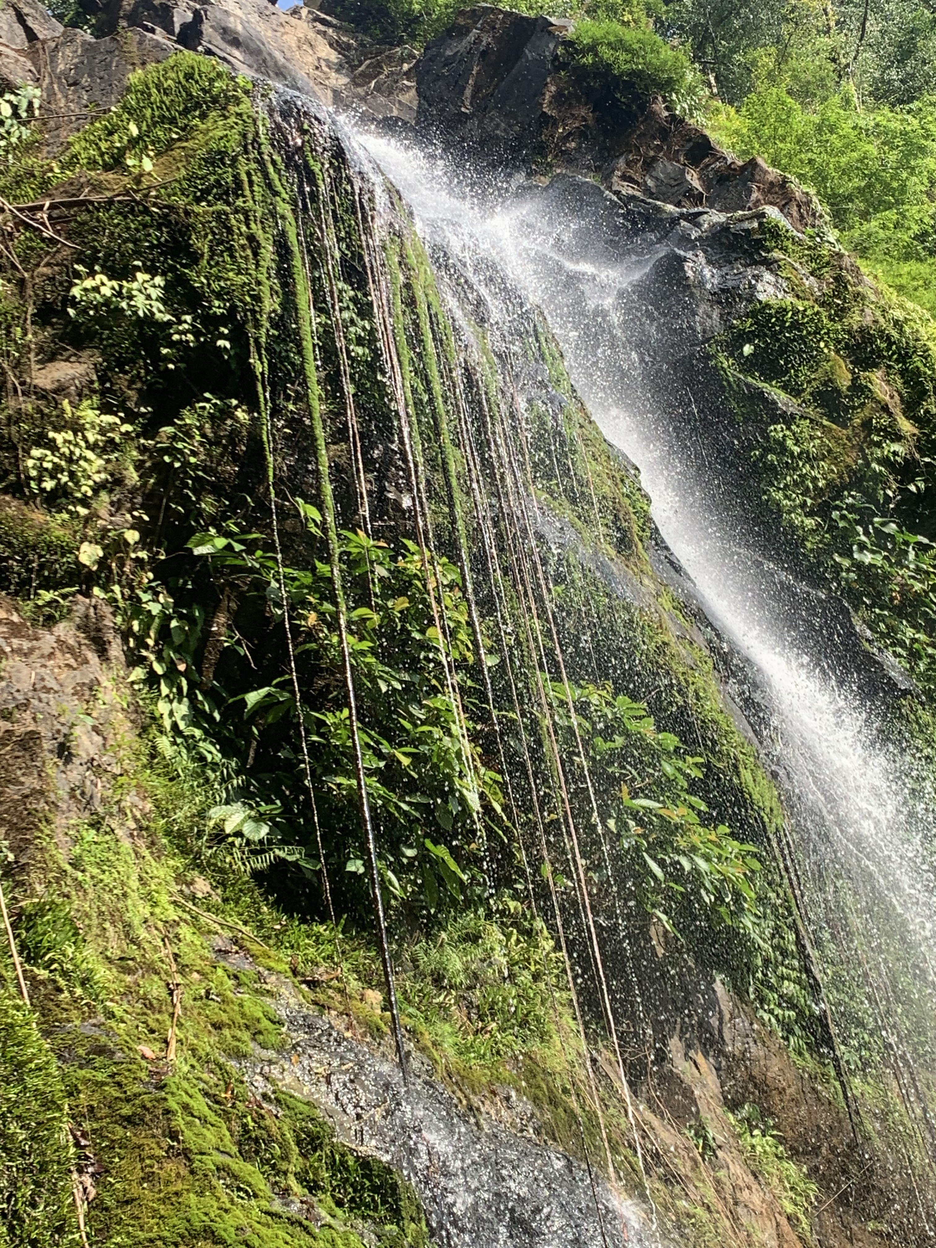 Een waterval die langs een steile, weelderig groene rotswand met hangende lianen en bladeren omlaag klettert.